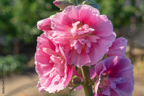 Alcea Rosea, a double form in pink. They are popular garden ornamental plant. Also comonly known as Hollyhock or Malva. Close up of blooming hollyhock malva flowers in the garden photo