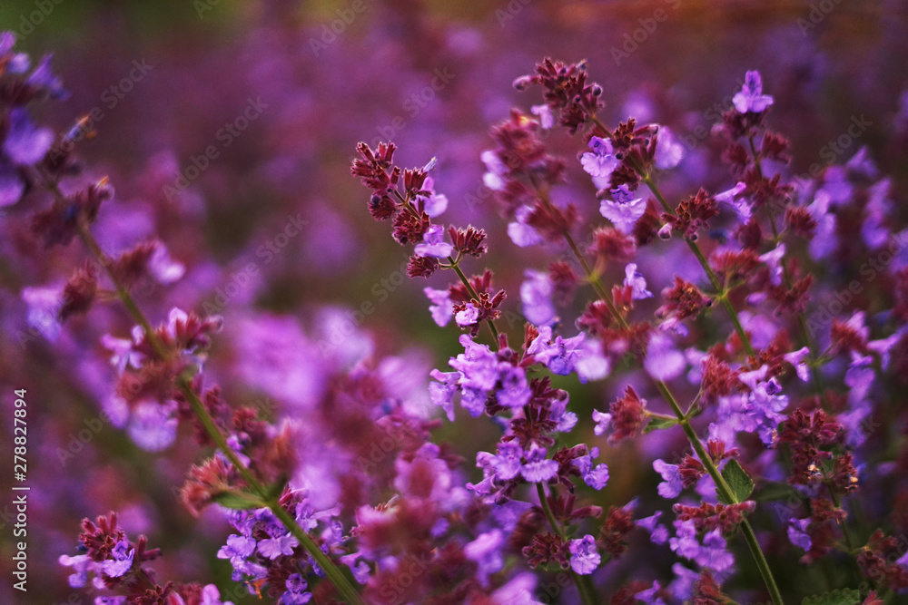 Fototapeta premium buautiful lavender field