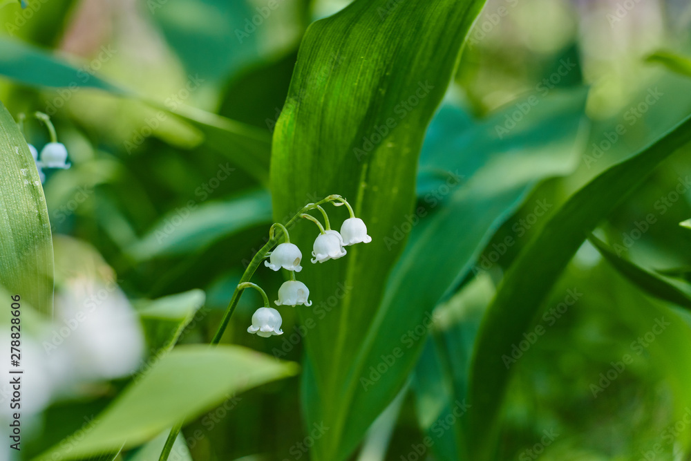 Beautiful snowdrop flowers close up in the forest. blurred background. copy space. Galanthus nivalis in the spring. spring flowers. Beautiful snowdrop flowers close up in the forest. blurred background. copy space. Galanthus nivalis in the spring. spring flowers.