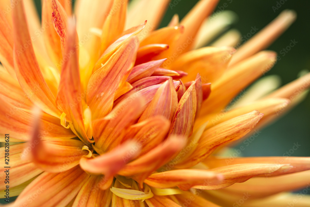 Blossom of a dahlia in yellow, orange and red in full bloom Blossom of a dahlia in yellow, orange and red in full bloom