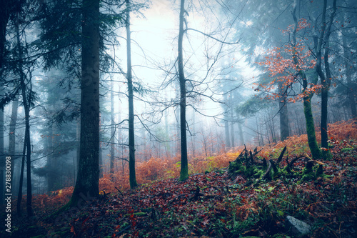 Dark scary foggy autumn season wood landscape. Concept Halloween holiday background.