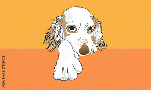 perro  cocker blanco