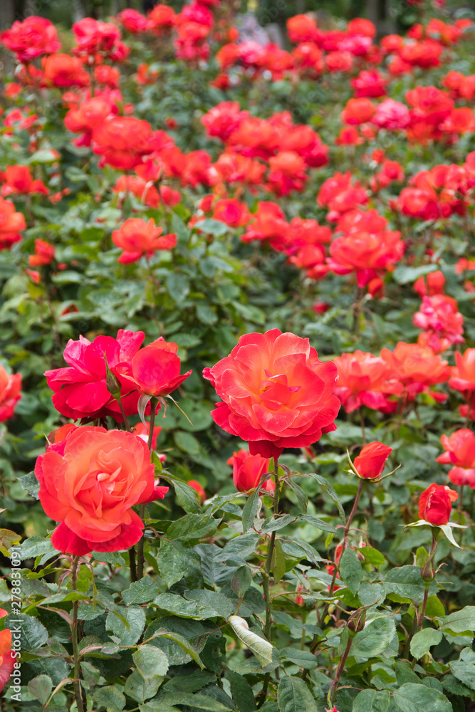 orange rose flowers in the garden