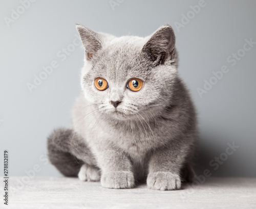 Cats, British shorthair blue kitten on a gray background, studio.