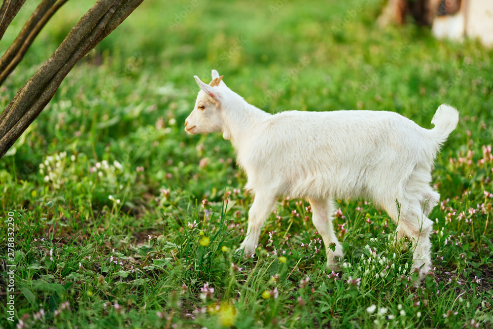 Obraz premium goat on green grass