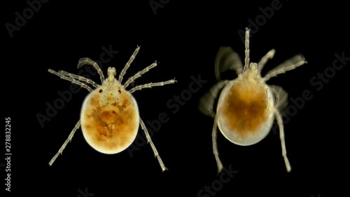 mite Hydrachnidia under the microscope, live only in water, fresh and salt, are parasites, for humans does not represent a danger photo