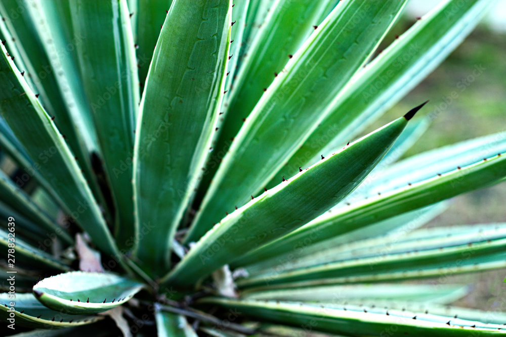 Fototapeta premium prickly plant with green and white leaves