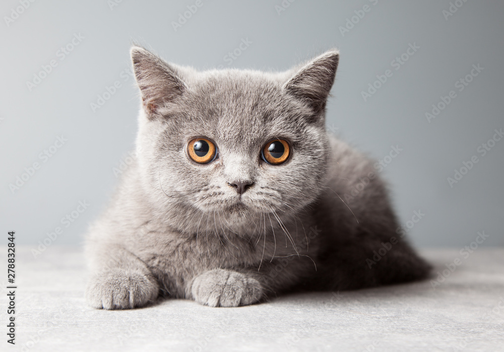 Cats, British shorthair blue kitten on a gray background, studio. Cats, British shorthair blue kitten on a gray background, studio.