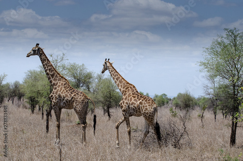 Eating giraffe on safari wild drive, nature, clouds, africa