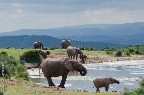 Group elephants near to a lake   elephant national park of Addo South Africa