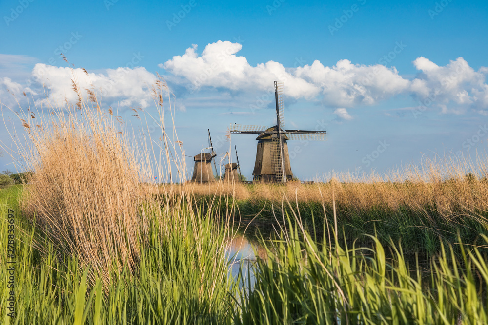 Dutch landscape with three windmills in the background.. - obrazy, fototapety, plakaty 