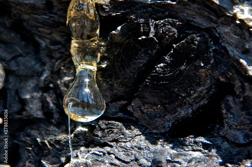 Reflection of forest in sap droplet photo