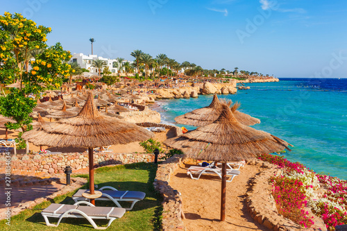 Sunny resort beach with palm tree at the coast shore of Red Sea in Sharm el Sheikh, Sinai, Egypt, Asia in summer hot. Bright sunny light