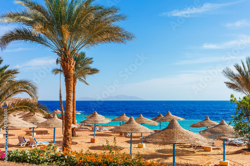 Sunny resort beach with palm tree at the coast shore of Red Sea in Sharm el Sheikh, Sinai, Egypt, Asia in summer hot. Bright sunny light photo