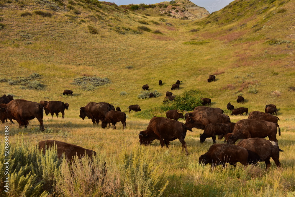 Buffalo roaming and grazing on the northern plains. Buffalo roaming and grazing on the northern plains.