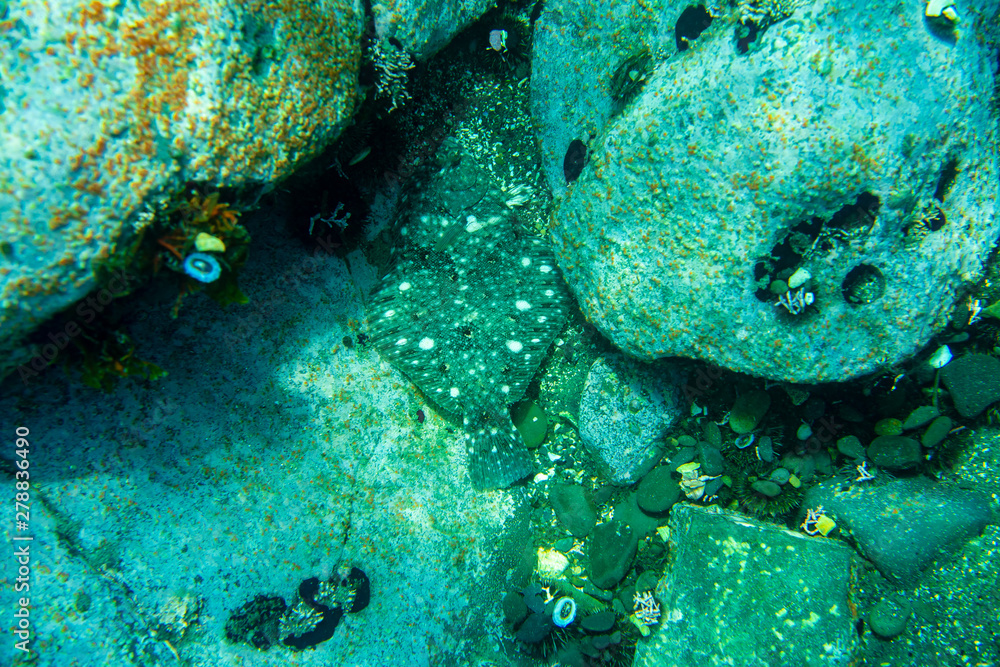 Fototapeta premium Diving and underwater photography, octopus under water in its natural habitat.