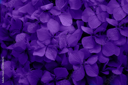 Beautiful purple Hortensia (Hydrangea macrophylla) flower macro © Anna Belova