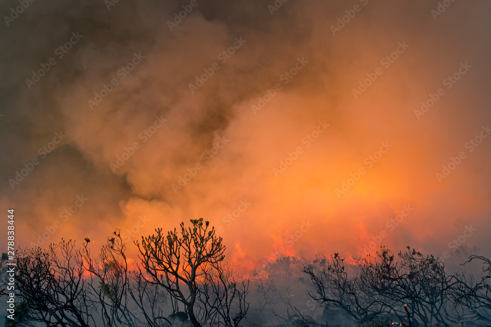 Silhouetted shrubs against wildfire