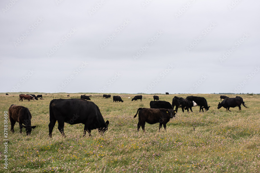 Rinderherde steht auf einer flachen Graswiese