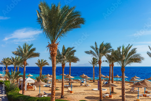 Sunny resort beach with palm tree at the coast shore of Red Sea in Sharm el Sheikh  Sinai  Egypt  Asia in summer hot. Bright sunny light