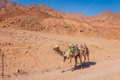 Camel at the coast of Red Sea in Dahab, Sinai, Egypt, Asia in summer hot. Famous tourist destination near of Sharm el Sheikh. Bright sunny light