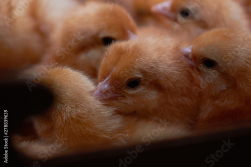 agriculculture, farming, crops, farm produce