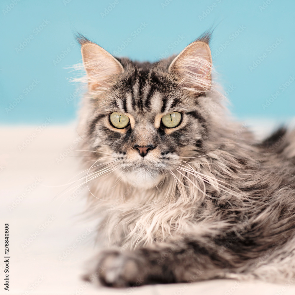 Young black silver blotched tabby Maine Coon male cat lying on the floor
