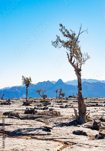 Oman, Ad Dakhiliyah Governorate, Ghaf trees, Prosopis cineraria photo