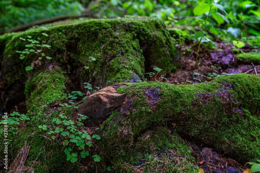 A large stump covered with thick green moss in the forest. Fabulous view. Close-up. A large stump covered with thick green moss in the forest. Fabulous view. Close-up.
