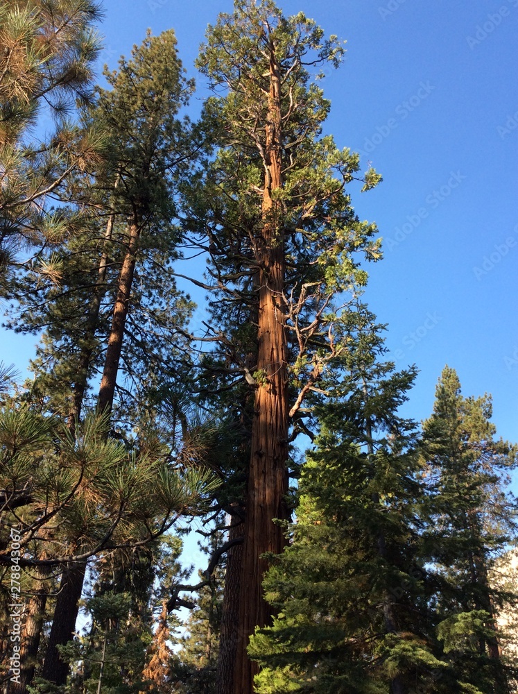 Obraz premium trees in the forest