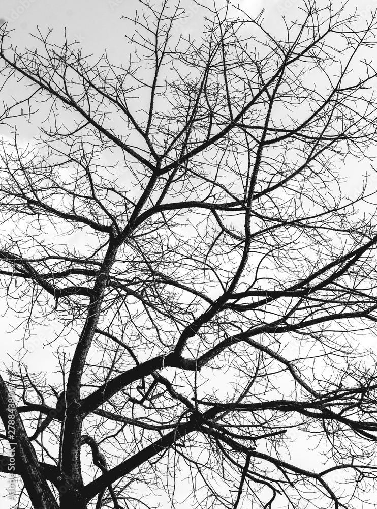 silhouette of a tree silhouette of a tree