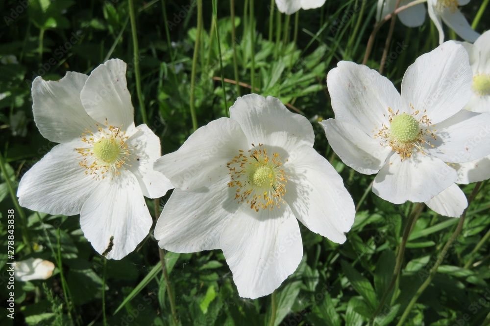 Beautiful white anemone flowers in the garden, closeup Beautiful white anemone flowers in the garden, closeup