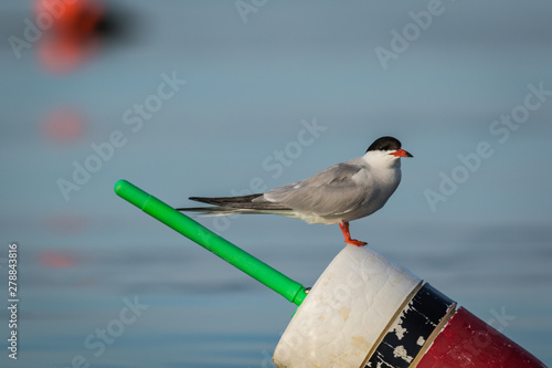 Arctic Tern (Sterna paradisaea) on red, white and black lobster buoy on a sunny summer morning, Muscongus Bay, Maine © rabbitti