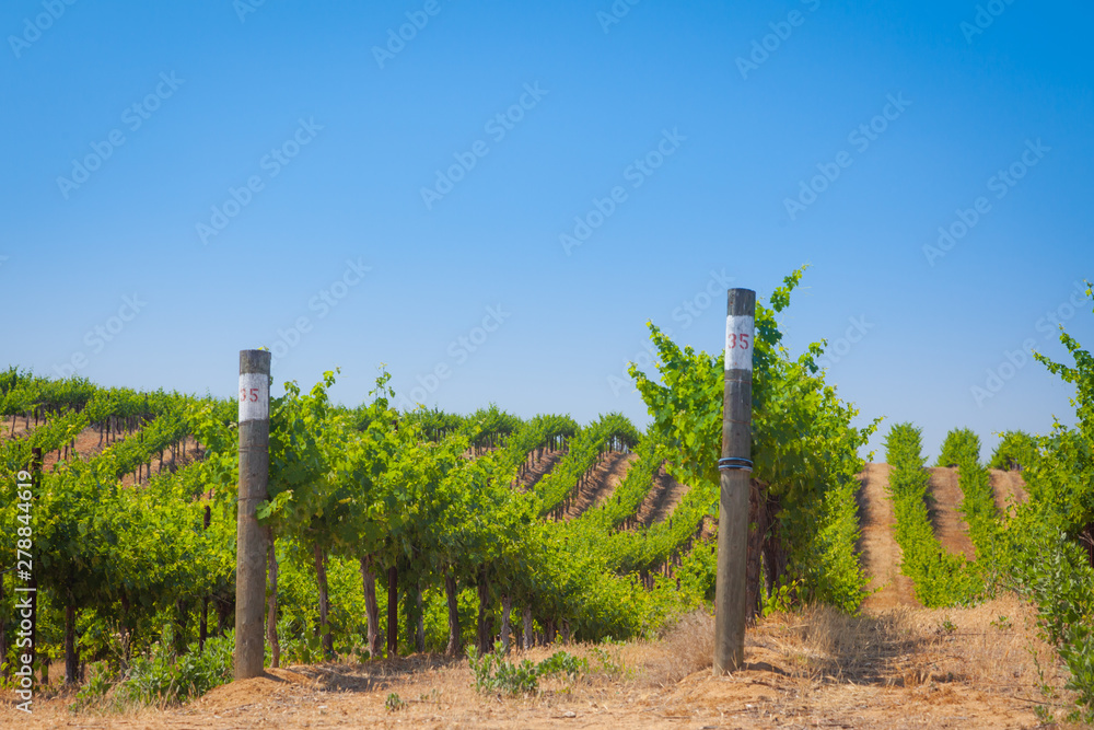 Beautiful Wine Grape Vineyard Farm in the Afternoon Sun.
