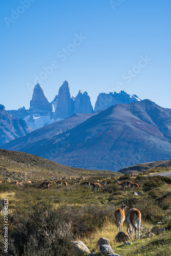 Cute group of guanaco famous local wild nature animal grazing golden yellow grass in autumn, south Patagonia, Chile and Argentina, most iconic beautiful tourism place