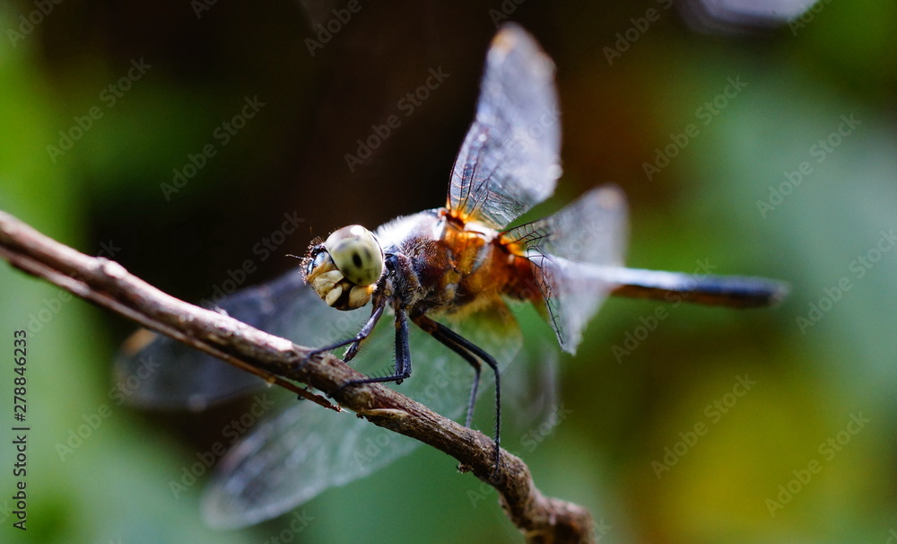 macro macro