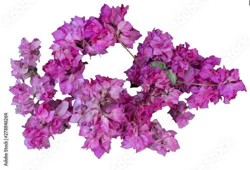 Pink bougainvilleas flowers isolated on white background.