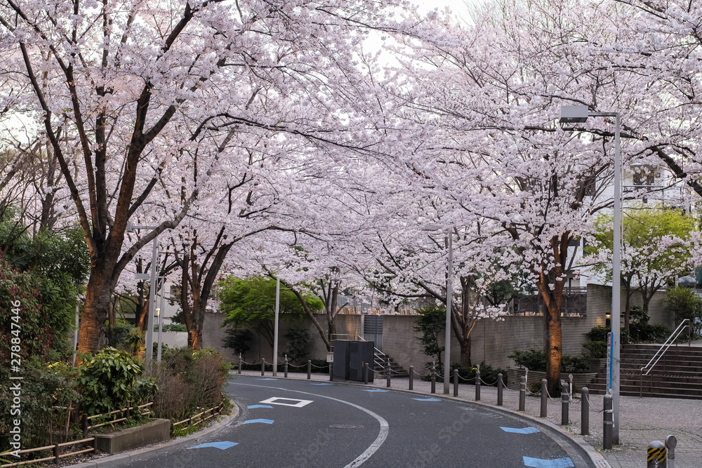 cherryblossum in spring