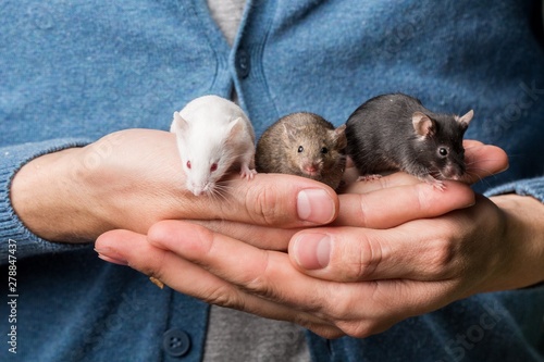 Hands Holding Mice