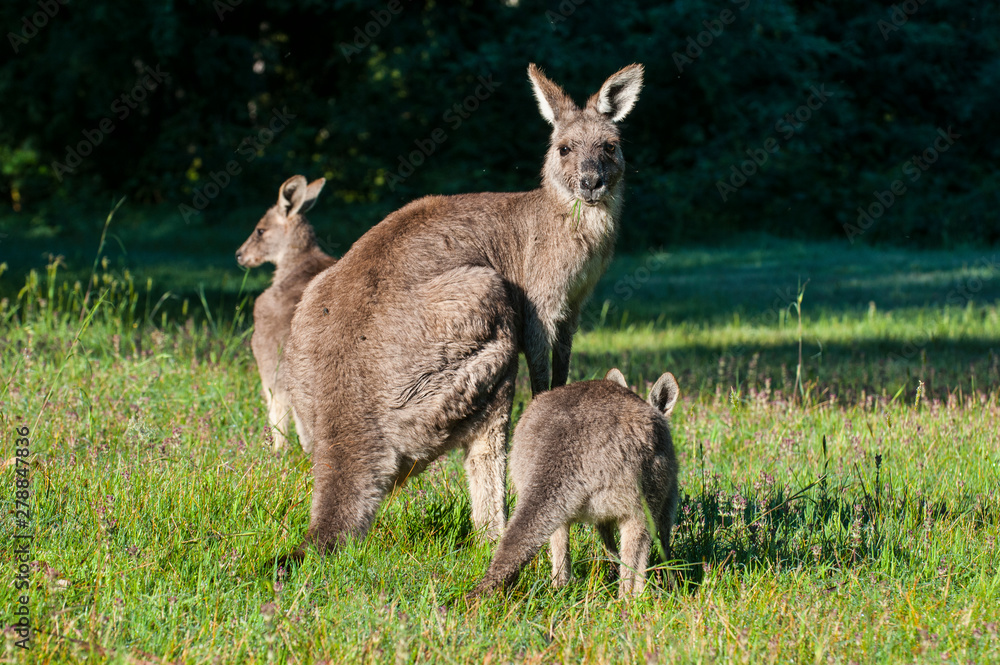 Kangaroos in the Grampians National Park, Victoria, Australia Kangaroos in the Grampians National Park, Victoria, Australia