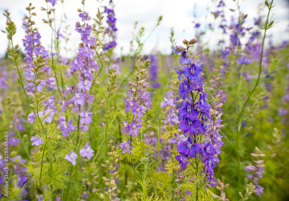Obraz premium Confetti Flower Fields at Wick near Pershore Worcestershire with delphiniums 