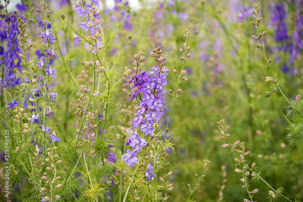 Fototapeta premium Confetti Flower Fields at Wick near Pershore Worcestershire with delphiniums 