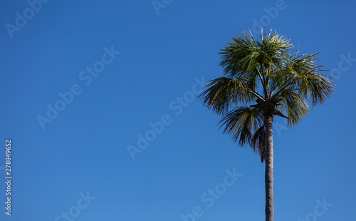 um pé de buriti com céu azul ao lado photo