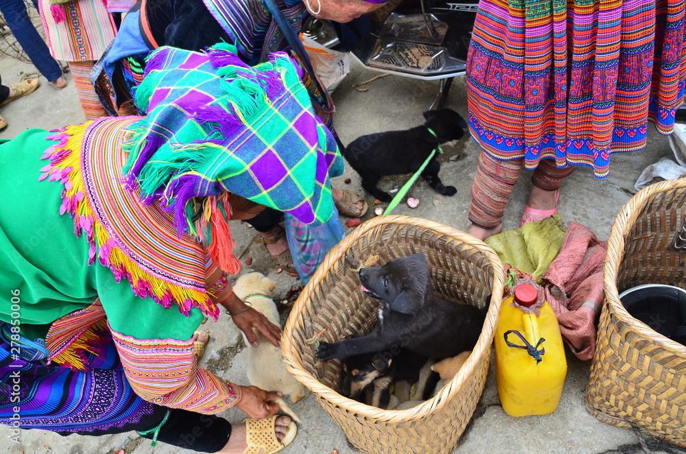 ベトナムのバクハ 花モン族の市場 犬を販売する花モン族の人々 Stock Photo Adobe Stock