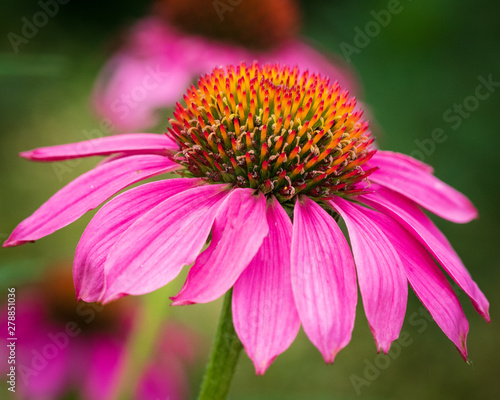 Details of a pink Daisy flower in the growing stage