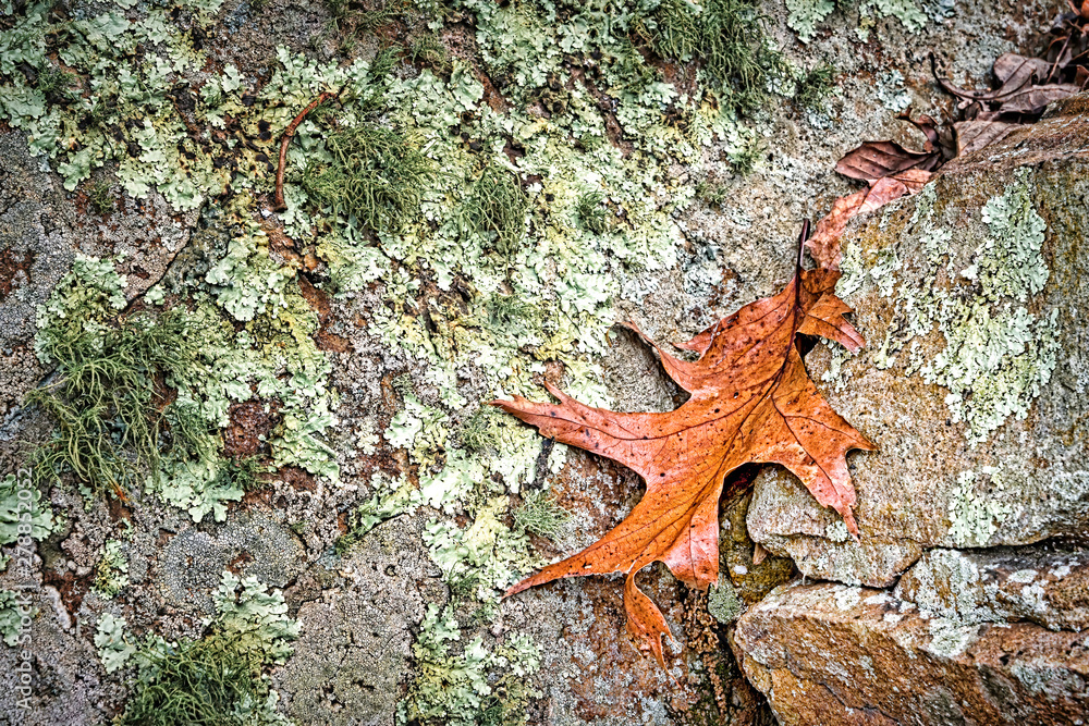 Autumn Leaf, Rocks and Lichen