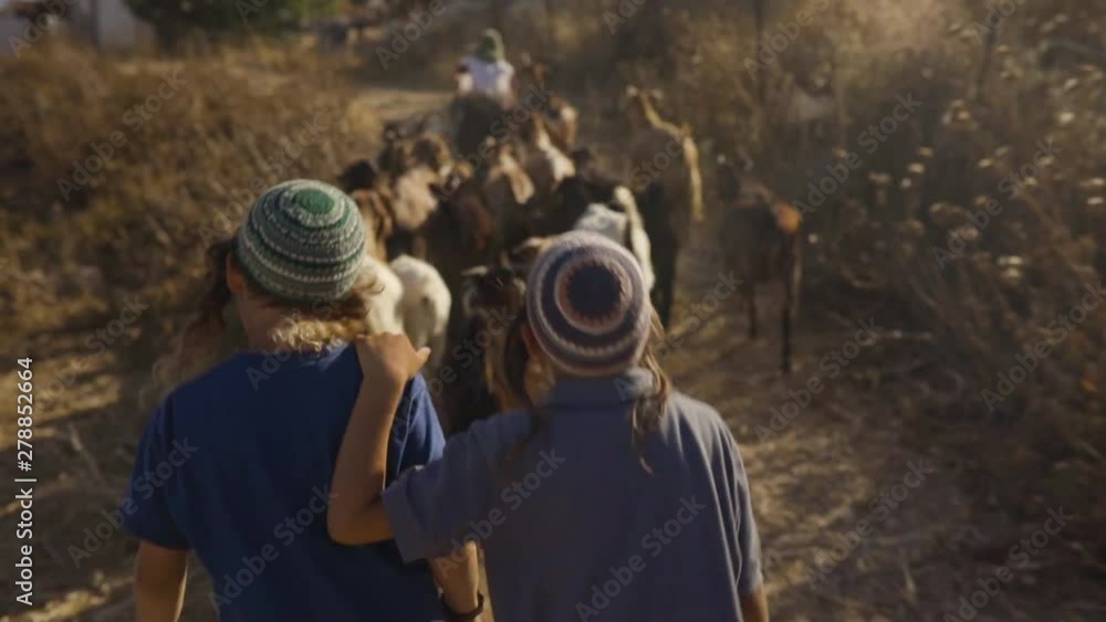 Little Jewish Shepherd Kids Taking the Goat Herd For Grazing in Their Settlement in West Bank Little Jewish Shepherd Kids Taking the Goat Herd For Grazing in Their Settlement in West Bank