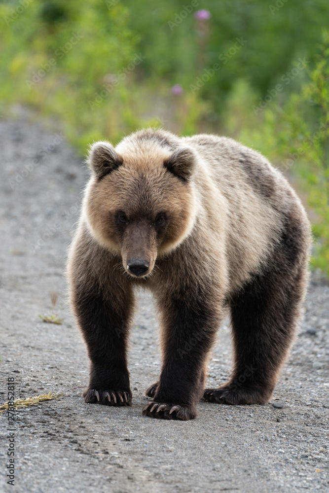Full-length portrait of terrible hungry Kamchatka brown bear (Ursus arctos piscator) standing, heavily breathing, sniffing and looking at camera. Kamchatka Peninsula, Eurasia, Russian Far East Full-length portrait of terrible hungry Kamchatka brown bear (Ursus arctos piscator) standing, heavily breathing, sniffing and looking at camera. Kamchatka Peninsula, Eurasia, Russian Far East