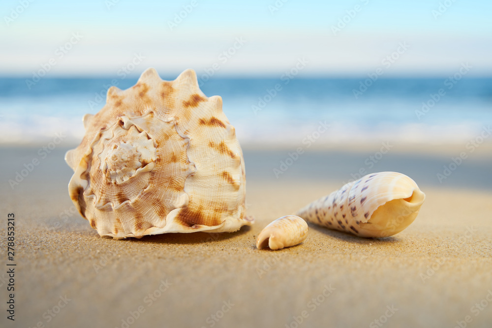Collection of sea shells on the beach with ocean background Collection of sea shells on the beach with ocean background