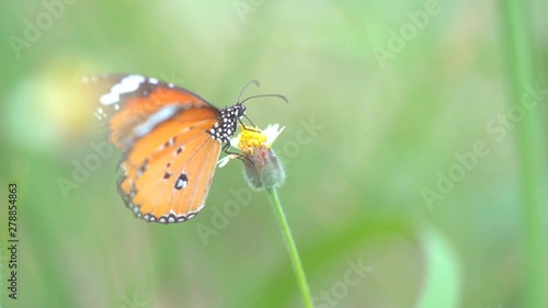 Slow motion butterfly flying on flower, orange beautiful butterfly insect and yellow and white petal flower in grassland or pasture